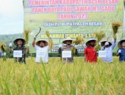 [Update] Panen Raya di Lamtamot, Iswanto Minta Petani Aceh Besar Jangan Gegabah Jual Padi Keluar Daerah